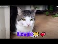 Hawaiian cat and Tabo's cat😺😀💞🐾ハワイのねこちゃんとタボさんのねこちゃん💃😺💞@digitalneko7975