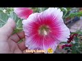 Tour Por Mi Jardin De VARAS de SAN JOSE  | Malvas | MALVA ROSE |  Hollyhock tour | plantas Flores