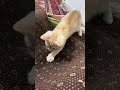 cutest kittens funny dog videos 2024#cat fighting funny videos#cat #kitten #viral #