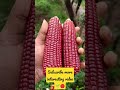 red corn 🔴🌱🎁💕💕🌱💕🔴☘️☘️🔴🔴🎁🔴 #flowers #plants #gardening