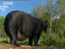 The Man Who Feeds Wild Black Bears | Bear Crime | BBC Studios