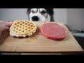 Left My Husky Alone With Steak And Waffles! He Can’t Believe it!