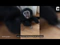Man Lives With His Two Pet Gibbons