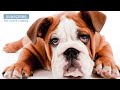 Over THREE Hours of Relaxation for Dogs with Separation Anxiety! Calm Your Dog While You're Away