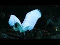 White-breasted waterhen /Wild Watch /Birdwatching
