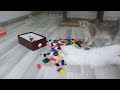 3 cats playing dominoes best videos of 2024