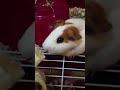 1 year old guinea pig loves her bananas