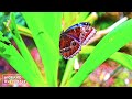TOP 50 / Most Beautiful Exotic Jungle Animals 60FPS 8K ULTRA HD