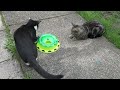 These cats are adorable!When they chase each other and play together #cute cats 🐱🐱🐾🐾