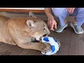 Puma Messi is a real soccer player! The long awaited first spring lawn! Soccer tricks by a puma!
