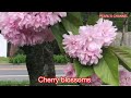 CHERRY BLOSSOM II WILD CLIMBING ROSES II RE-BLOOMING BEARDED IRIS 🌸🪷