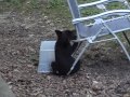 Playful black bear cub playing in my chair