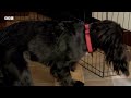 Nervous Adolescent Dog Adjusts To New Home | Wonderful World of Puppies | BBC Earth