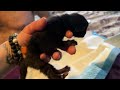 Newborn kitten, Tweedle Dee aka Mini Muni. Nugget & Muni’s love child ❤️ one of 4 kittens Nugget had