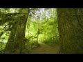 8 HOURS Forest Walk along the Trail of Ten Falls - Waterfalls of Silver Falls State Park in 4K UHD