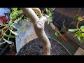 How I Made This Weeping Willow Bonsai Tree in Just One Year