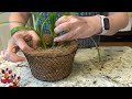 Repotting Orchid Jackie Bright 'Hilo Stars' | Intergeneric Hybrid Gets New Home in Coco Fiber Basket