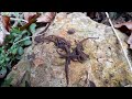 A family of newts basking in the sun