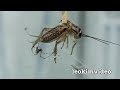 Redback Spider Tank 3 Cricket Feast Alpha Male Spider EDUCATIONAL VIDEO Part 10