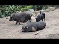 Lulu Farm Get help from the village government to raise 100 kg mother pigs