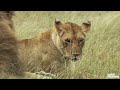 3 Lionesses Battle for Their Pride | Lions: The Hunt for Survival