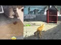 🐈😂 Try Not To Laugh Dogs And Cats 😆😂 Funny Animal Videos # 7