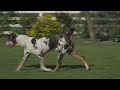 GET TO KNOW: CATAHOULA LEOPARD DOGS