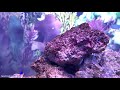 【4K Japan Aquarium】3 kinds of Pearl spot chromis are cute【Subscribe Now】