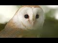 Owl Mum Brings Up Chicks After Dad Dies | Full Story | Gylfie & Finn | Robert E Fuller