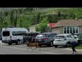 Jacket Monster Chases Deer
