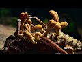 Our Planet | Fungus | Clip | Netflix