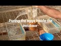 Tilapia egg collection and ways of hatching tilapia eggs