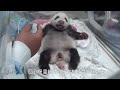 Panda Cub Reunited with Her Mom! -Taipei Zoo (Eng Sub)