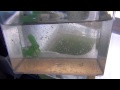Raise Brine Shrimp Indoors to Adults, easy and almost free