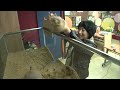 Rejected Prairie Dog Uses Cats As Punching Bag | Before & After Makeover Ep 27