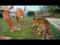 Tiger Cubs Swimming For The First Time | Tigers About The House | BBC Earth