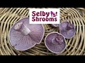 Gibbo's Backwood Mushroom Adventures - Episode #1
