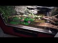 Cleaning and monitoring my Green Anaconda's 400+ gallon pond