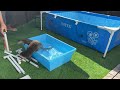 [Original Video] Otter Goes Crazy With Super-Sized Pool