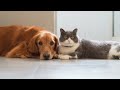Tips for Introducing Cats and Dogs for a Happy Coexistence
