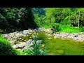The best Birdsong in the Forest, Beautiful Babbling Brook, Peaceful Nature Sounds, ASMR