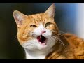 What CAT sounds like?