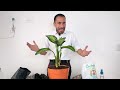 HOW TO PASS A PLANT FROM BAG TO POT