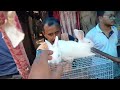 Galiff Street pet market kolkata vlog || May 2023 #exoticfinches #budgie #cheapest