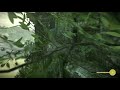 SHADOW OF THE COLOSSUS PS4-Easy way and trick for reach the secret garden