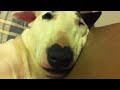 Snoring Bull Terrier