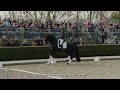 Van Olst Horses Glamourdale stallionshow 2023