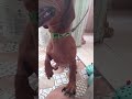 video especial para mi mascota 😄😄