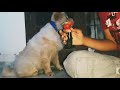 HOW TO CARE YOUR CHOW CHOW EPISODE ‐ 1 // GROOMING OF CHOW CHOW #sultanthecreamchow