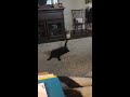 Short video my cat chasing the laser